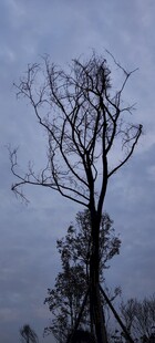 枯树立于阴沉天空下