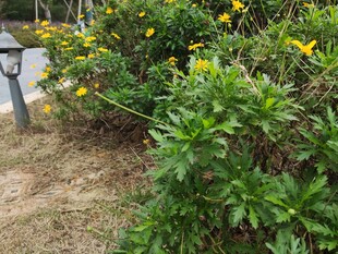 路边绽放的黄色花卉植物
