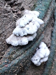 树干上的白色菌类