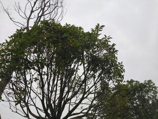 繁茂树木与光秃树枝对比