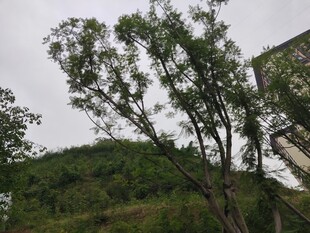 户外绿树与远山景色