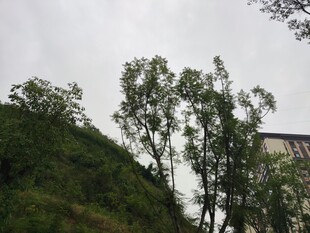 山坡绿树与建筑景观