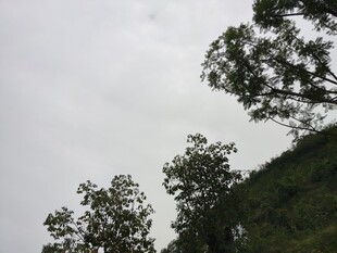 山坡上的树木与天空