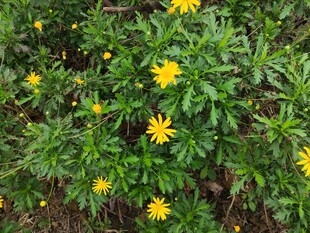 绿叶丛中的黄色小花