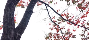 枝头红叶映蓝天