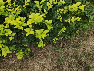 黄绿相间的蓬勃绿植