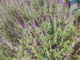 紫色花丛生机盎然