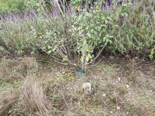 野外草地中的绿植景象