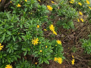 绿叶间的黄色小花绽放