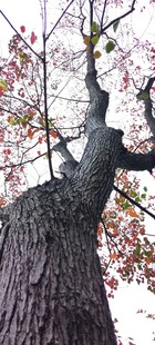 冬日虬枝的大树景观