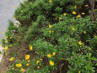 路边绽放的黄色小花