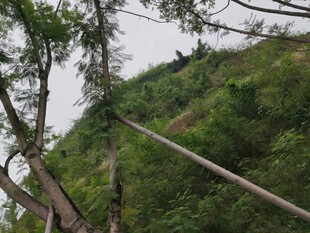 山间索道穿行于葱郁草木