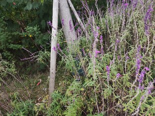 野外紫色花丛中的木杆