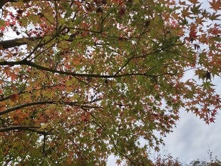 秋日斑斓树叶映天空