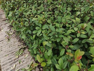 绿叶植物生机盎然的景致