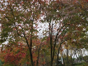 秋日斑斓树林美景