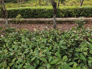 绿意盎然的植物景观