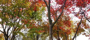 秋日斑斓红叶树景