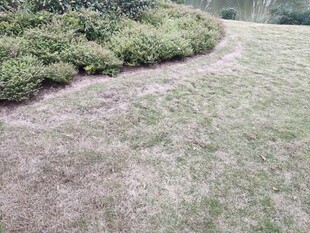 枯黄草地与绿植景观