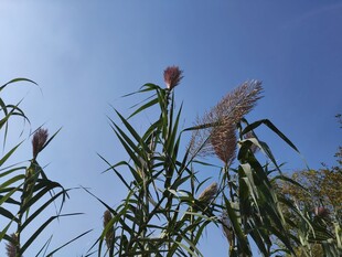 蓝天映衬下的挺拔植物