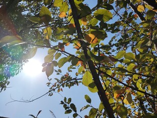 阳光透过枝叶的秋日景象