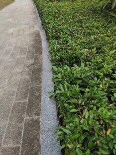 石板路旁的翠绿灌木丛