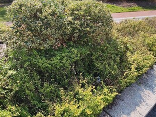 路边繁茂绿植景观