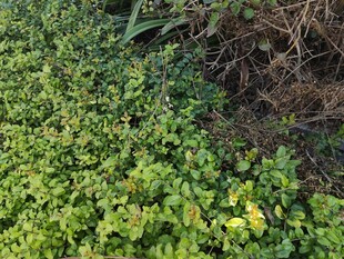 翠绿繁茂的地面植物景观