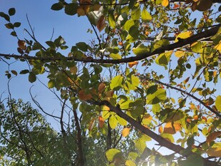 秋日枝头绿叶映蓝天