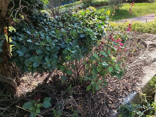 花园中的绿植与光影