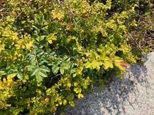 路边黄绿相间的繁茂植物