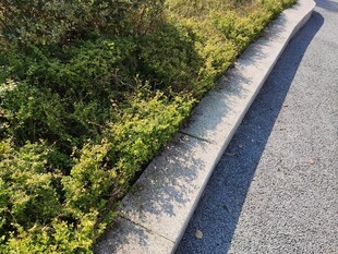 路边绿植与灰色路缘