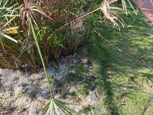 草丛中的翠绿植物