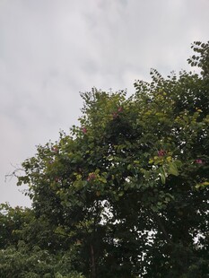 枝叶繁茂的绿树