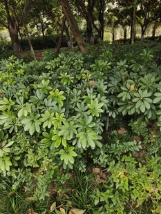 茂密绿植林间生机盎然