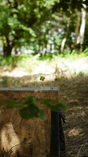 林间草地的神秘物件