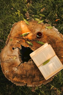 树桩上的野餐小景