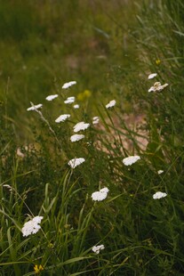 草丛中的白色小花绽放