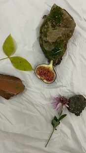 多样植物标本展示