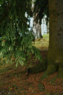 森林中大树与茂密绿植