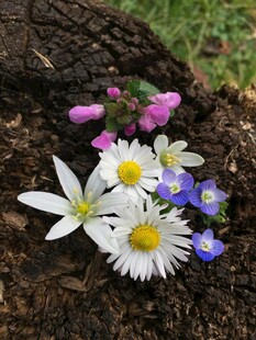 地面绽放的多彩小花