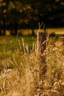 秋日田野中的木桩围栏