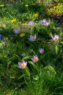 草丛中的美丽紫花