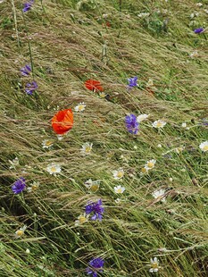 草地间绽放的多彩野花