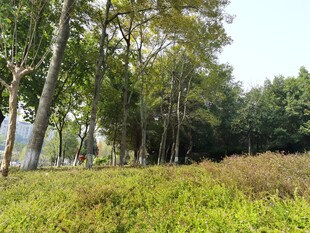 林间草地自然风光