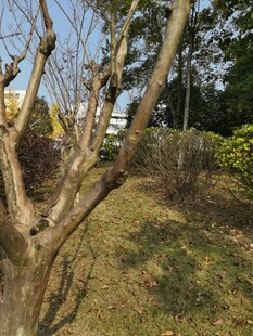 冬日枯树旁的静谧景致