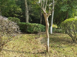 园林中的树木与绿植景观