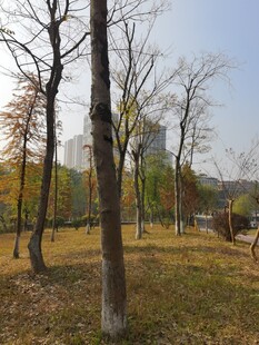 秋日公园树林景致