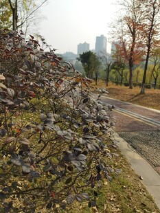 路边落叶堆积的秋景