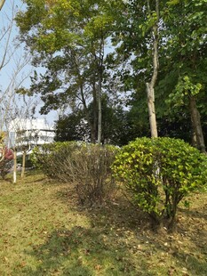 户外绿树灌木丛景致